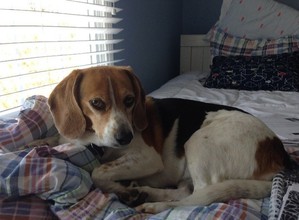 Safe Beagle in Madison, VA