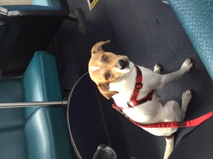 Safe Jack Russell Terrier in Seattle, WA