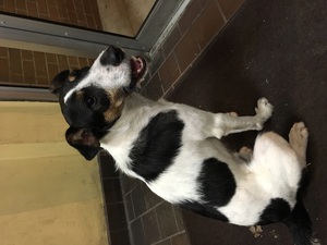 Safe Jack Russell Terrier in Harrisburg, PA