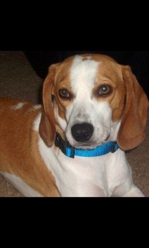 Safe Beagle in Arlington, TX
