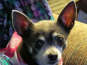 Safe Chihuahua in Duncanville, TX
