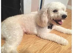Safe Poodle in Carson, CA
