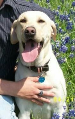 Safe Labrador Retriever in Royse City, TX