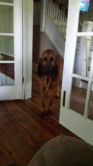 Safe Bloodhound in Marston, NC