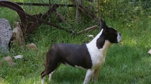 Safe Boston Terrier in Colorado Springs, CO