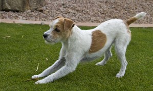Safe Jack Russell Terrier in Phoenix, AZ