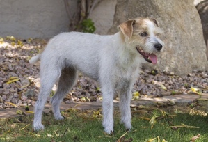 Safe Jack Russell Terrier in Phoenix, AZ