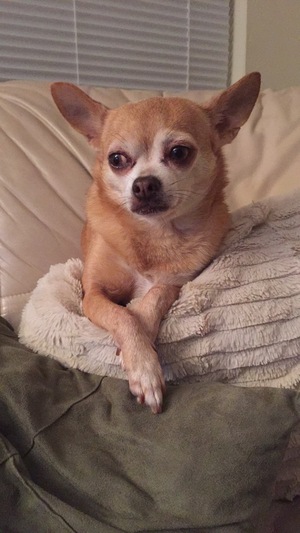 Safe Chihuahua in Snellville, GA