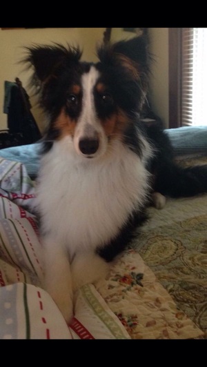 Safe Shetland Sheepdog in Canfield, OH