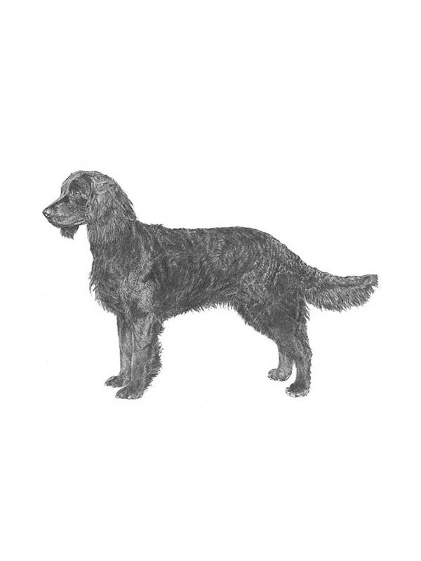 Safe American Water Spaniel in Fort Worth, TX