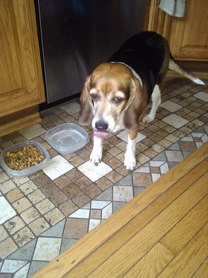Safe Beagle in Quakertown, PA