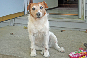 Safe Jack Russell Terrier in Oxford, MI