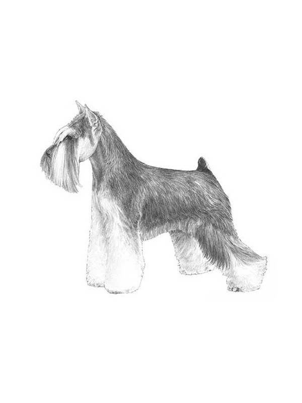 Safe Miniature Schnauzer in Exeter, NH