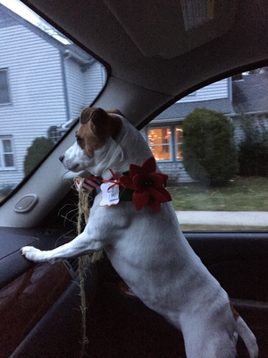 Safe Jack Russell Terrier in Oyster Bay, NY