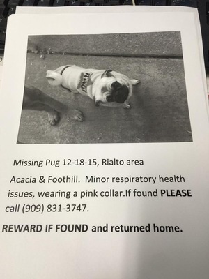 Safe Pug in Rialto, CA