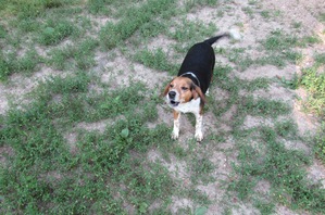 Safe Beagle in Nixa, MO