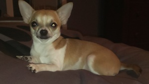Safe Chihuahua in Centreville, VA