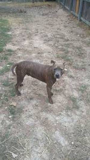 Safe American Staffordshire Terrier in Kyle, TX