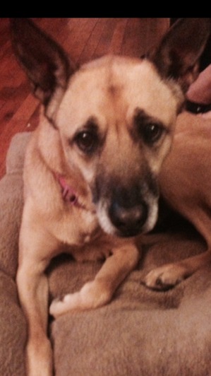 Safe Mutt in Inwood, NY