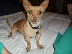 Safe Chihuahua in Orangevale, CA