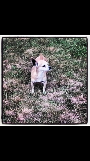 Safe Chihuahua in Plano, TX