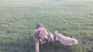 Safe Airedale Terrier in Del Valle, TX