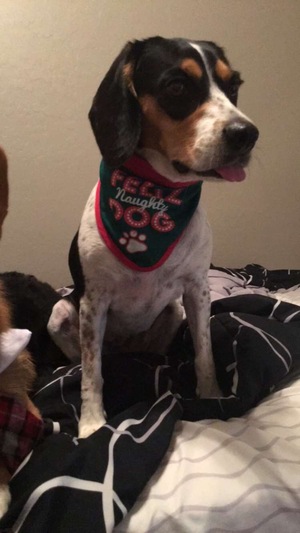 Safe Beagle in Glendale, AZ
