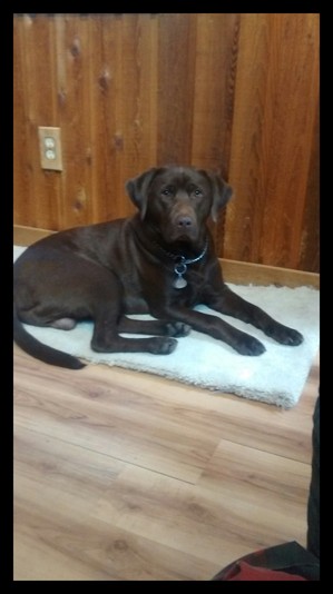 Safe Labrador Retriever in Welches, OR