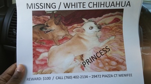 Safe Chihuahua in Menifee, CA