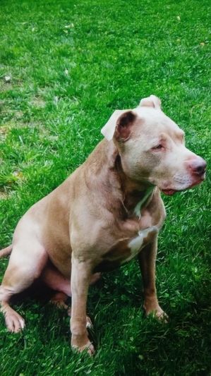 Safe American Staffordshire Terrier in Cleveland, GA