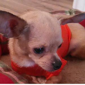 Safe Chihuahua in Weslaco, TX