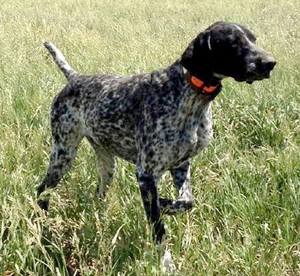 Safe German Shorthaired Pointer in Wilmington, OH