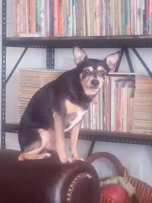 Safe Chihuahua in Milton, FL