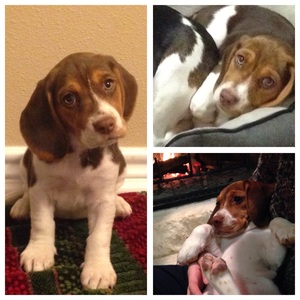 Safe Beagle in Fischer, TX