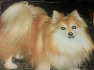 Safe Pomeranian in Indianapolis, IN