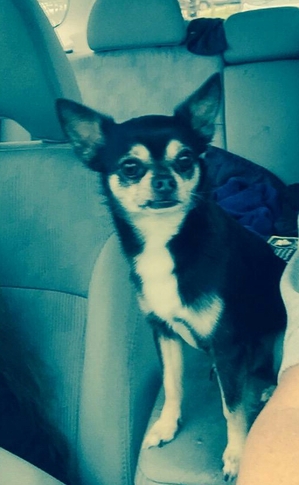 Safe Chihuahua in Harvey, LA