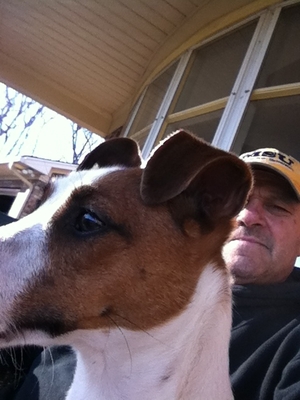 Safe Jack Russell Terrier in Gallatin, TN