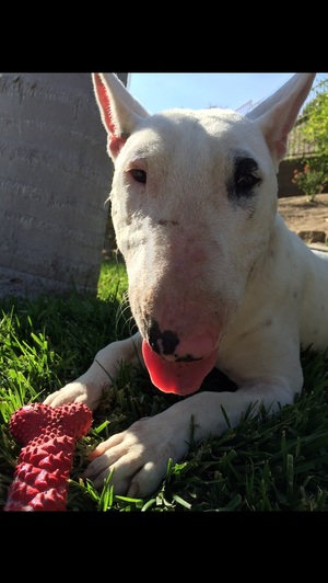 Safe Bull Terrier in Saint Anthony, ID