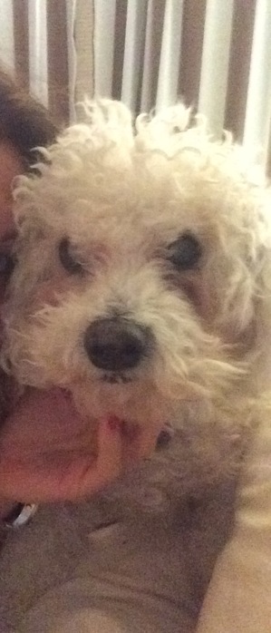Safe Bichon Frise in Trumbull, CT