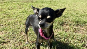 Safe Chihuahua in Lubbock, TX