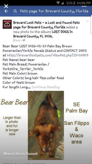 Safe Pomeranian in Palm Bay, FL