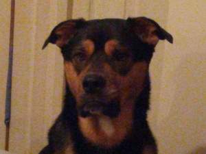 Safe Rottweiler in Mansfield, OH