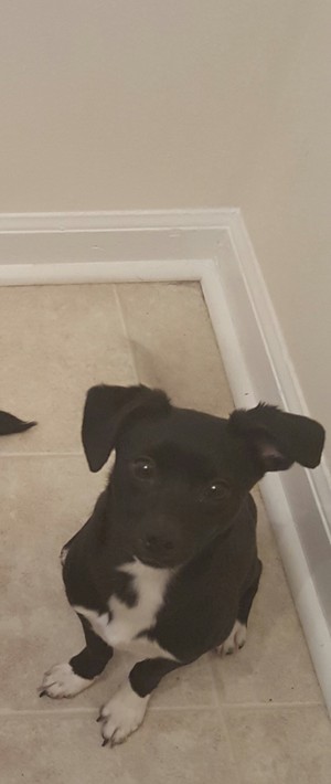 Safe Rat Terrier in Kennesaw, GA