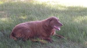 Safe Labrador Retriever in Marshfield, WI