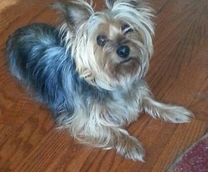 Safe Silky Terrier in Baltimore, MD