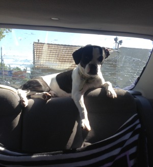 Safe Jack Russell Terrier in Medford, OR