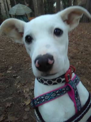 Safe Jack Russell Terrier in Kennesaw, GA