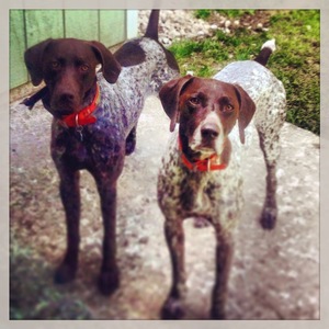 Safe German Shorthaired Pointer in Rogers City, MI