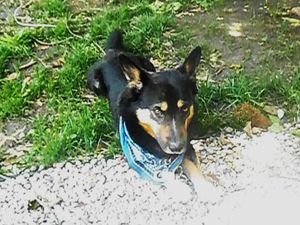 Safe German Shepherd Dog in Granite City, IL