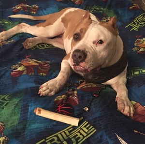 Safe Pit Bull in Metairie, LA